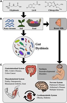 Chronic Effects of Dietary Pesticides on the Gut Microbiome and Neurodevelopment